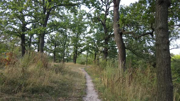 Aerial View of Green Forest in Summer. Ukraine. Slow Motion alt