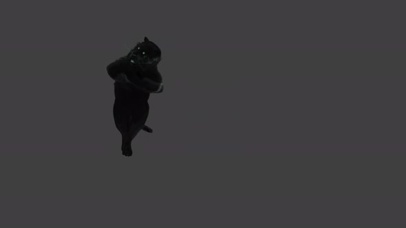 Panther Dancing 4K alt