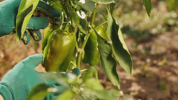 Green Bell Pepper Harvest. Organic Homegrown Vegetables alt