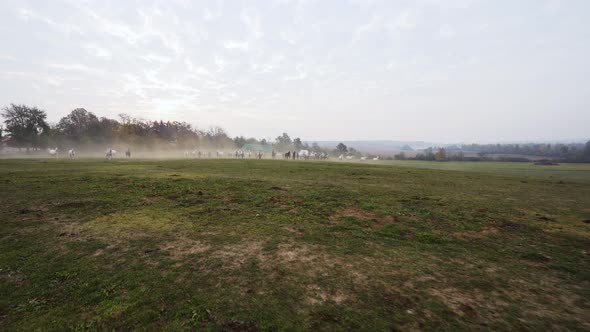 Wide shot of Lipizzaner horses running through the field in the morning alt