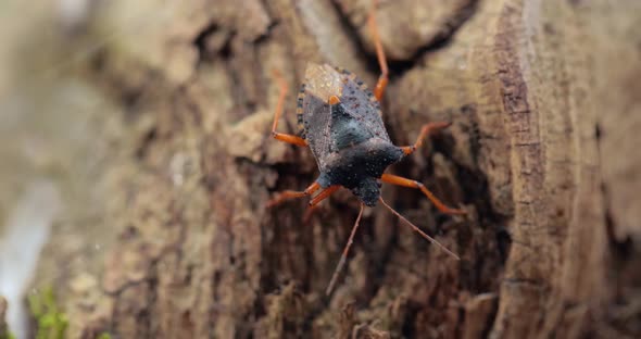 Forest Bug or Red-legged Shieldbug Pentatoma Rufipes Is a Species of Shield Bug alt