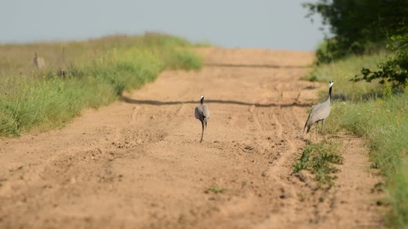 Demoiselle Crane Anthropoides virgo two, birds on a country road