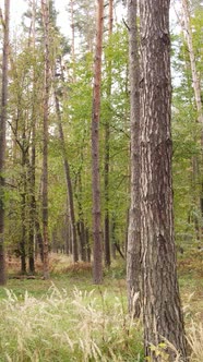 Vertical Video Autumn Forest with Trees By Day Slow Motion alt