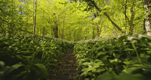 Beautiful Sky Seen From Behind Lush Green Forest Trees and Narrow Pathway alt
