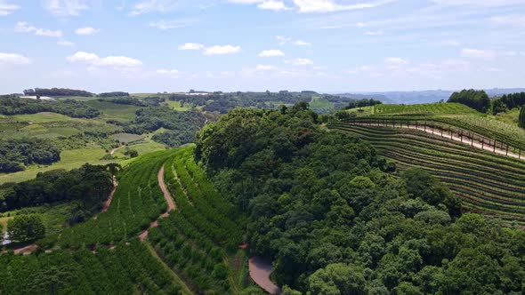 Aerial view of green fields with vines, trees and fruit plantations. Vertical movement of drone's ca alt