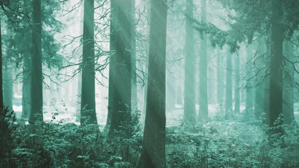 Pine Forest Illuminated By the Morning Sun on a Foggy Early Spring Day alt