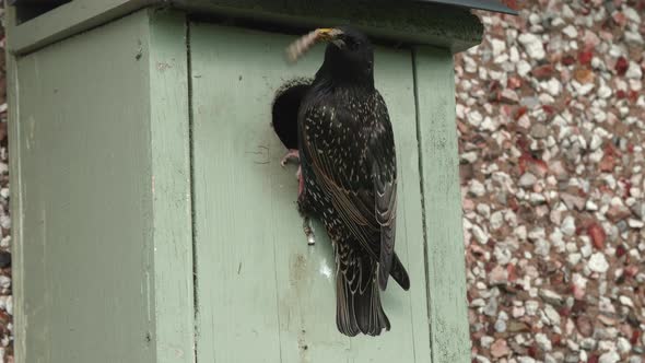 European starling entering nest box with grub then looking out of the hole alt