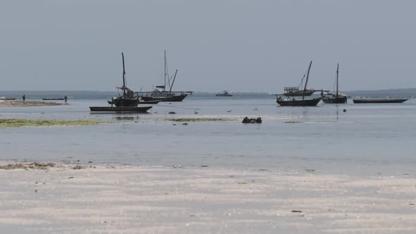 Lot of Wooden African Fishing Boat Stranded in Sand on Beach Low Tide Zanzibar alt