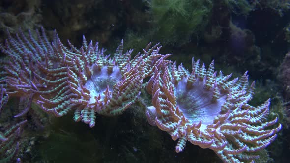 Corals in marine aquarium. Sea anemone in manmade aquarium