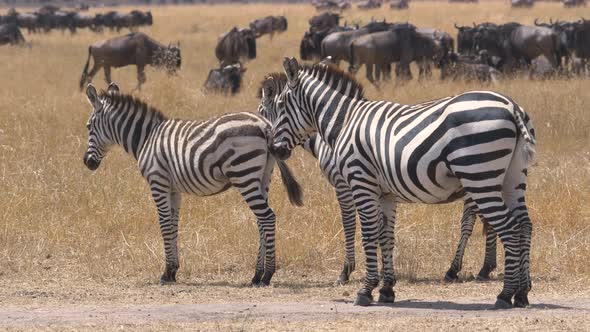 Three zebras near a herd of gnu alt