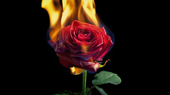 Rose Burns In Fire - Romance, Love Concept, Stock Footage | VideoHive