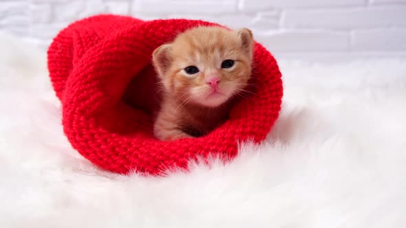Small Valentines ginger kitten is sweetly basking and looking at the camera