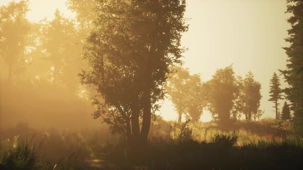 Depth of Coniferous Forest with Magical Sunlight Passing Between the Trees alt