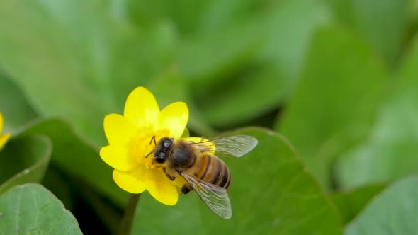 Bee Collects Nectar on Blossom Yellow Flowe