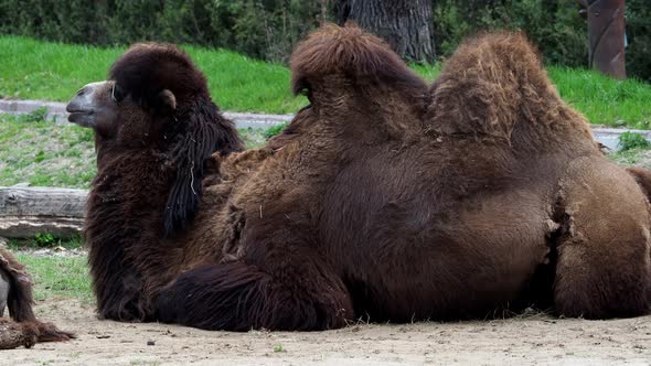 Bactrian camel (Camelus bactrianus) resting on the ground