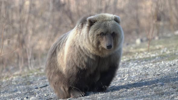 Hungry Wild Kamchatka Brown Bear Eats