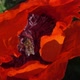 Scene with Bees in a Red Poppy Flower - VideoHive Item for Sale