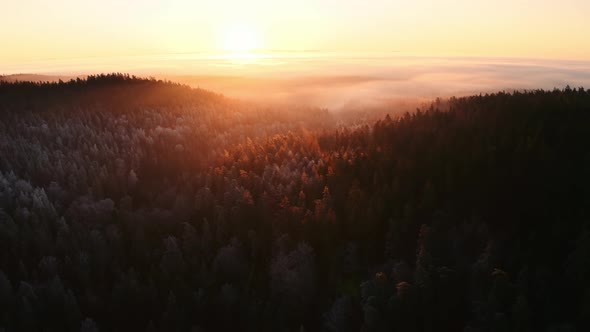 Epic foggy autumn morning forest in the mountains at sunrise. Aerial drone shot.