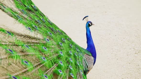Peacock in all its Glory. A peacock flaunts with an open tail fan. Portrait of a beautiful peafowl.  alt