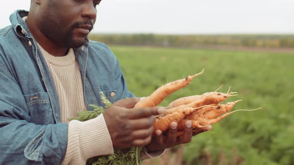 Farmer Examining Freshly Picked Carrots alt