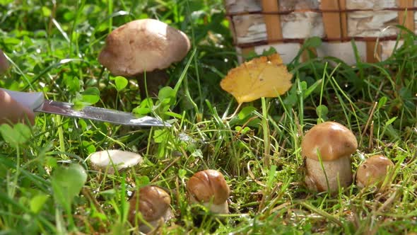 Close Up of a Hand Picking Fresh Mushroom From the Grass on the Summer Day alt