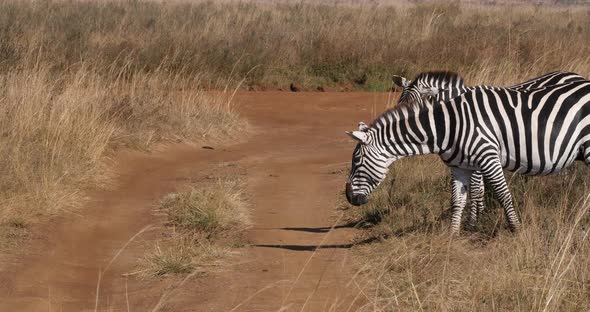 Grant's Zebra, equus burchelli boehmi, Herd at Nairobi Park in Kenya, Real Time 4K alt