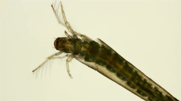 Trichoptera Larvae Under the Microscope, Movement of the Caddis Larva in a Protective Tubular House alt