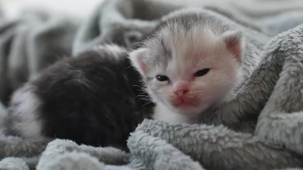 Two Newborn Kittens Sleeping Under Wool Blanket alt