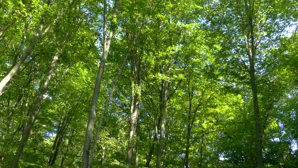 Green Forest in Summer