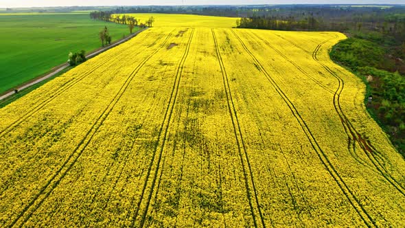 Aerial view of blooming yellow rape fields in spring, Poland alt
