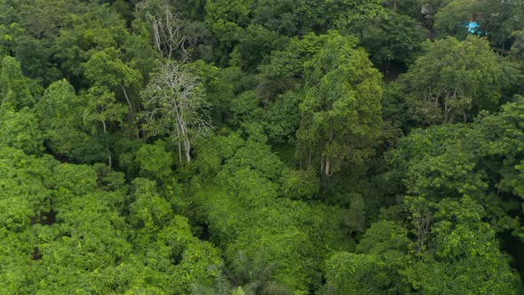 Ascending Aerial View of Lush Green Vegetation and Various Tree Canopies in Tropical Rainforest in alt