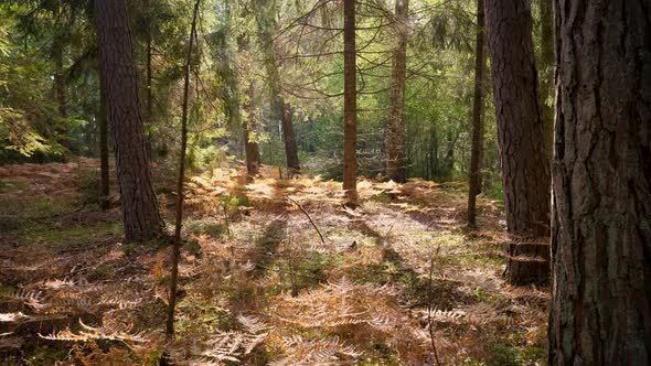 Autumn Forest With Ferns alt