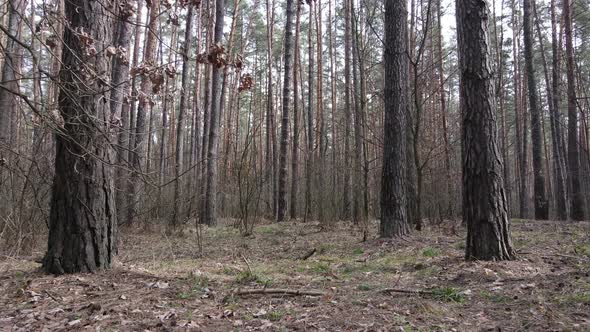 Forest Landscape Aerial View Slow Motion alt