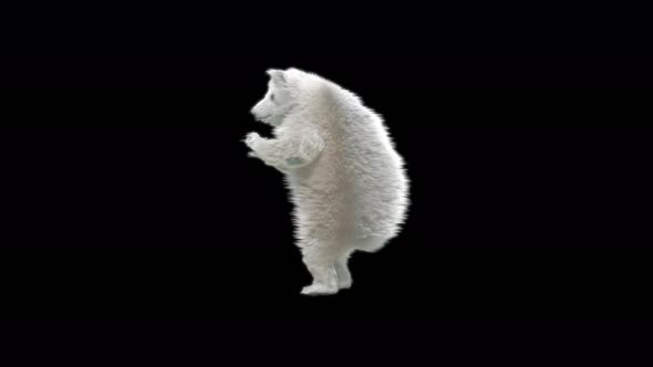 123 White Bear Dancing 4K alt