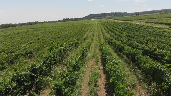 Aerial flight over beautiful vineyard landscape in Tsinandali, Georgia alt
