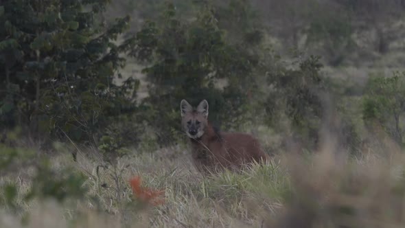 Maned wolf in Cerrado Savannah enters and leaves frame on beautiful picture alt