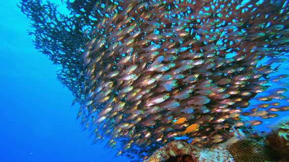 Underwater Reef Glass Fish alt