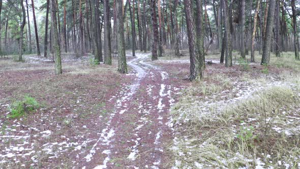Walk in the First Person on the Forest Road Between the Trunks of Pines Overgrown with Green Moss