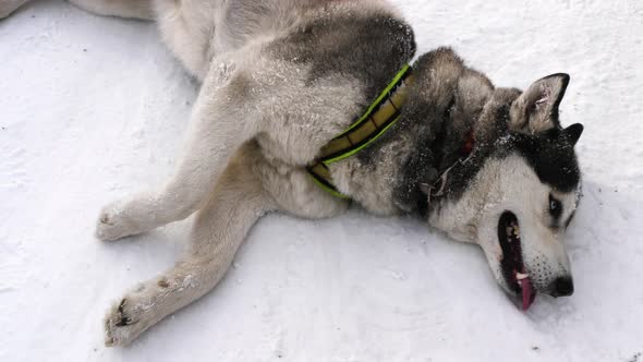 Husky riding in the snow