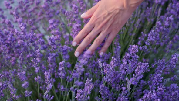 Woman Hand Floats on a Purple Flowering Lavender Bush in the Summer alt