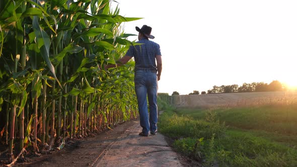 A Farmer Inspects the Corn Crop with a Smartphone alt