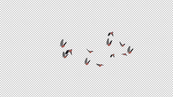 Bullfinch Birds - Flock of 12 - Flying Transition - Alpha Channel