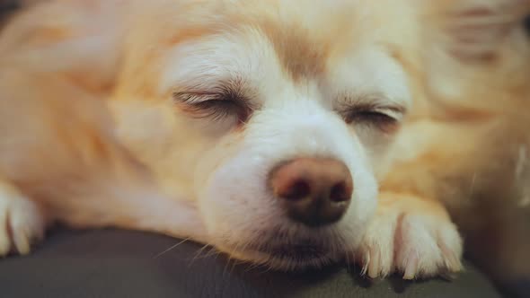 sleepy relax old senior brown color fur chihuahua lapdog animal lying down of armchair