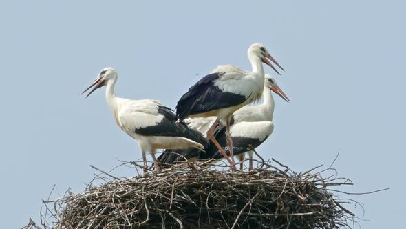 Stork Family in the Nest alt