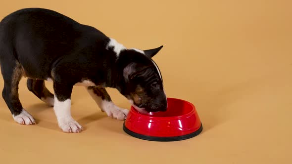 Funny Brown White Bull Terrier Puppy Runs Up To a Red Bowl and Eats Food alt