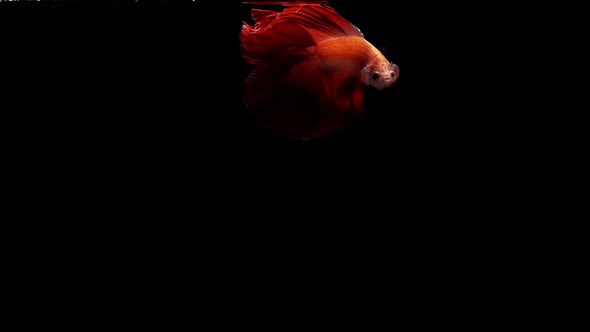 Vibrant and colourful Siamese fighting fish Betta splendens, also known as Thai Fighting Fish or bet alt