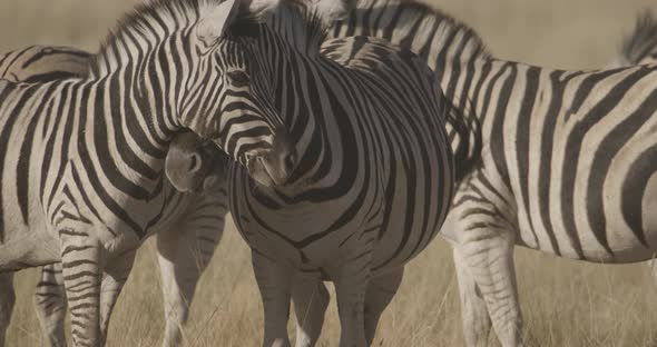 Zebras Interacting