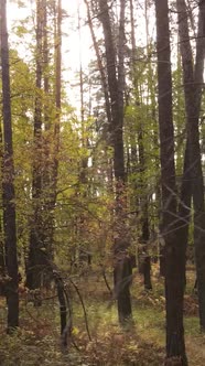 Vertical Video Autumn Forest By Day alt