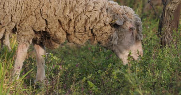 Domestic sheeps ( merinos d Arles), grazing in the vineyards, Occitanie, France alt