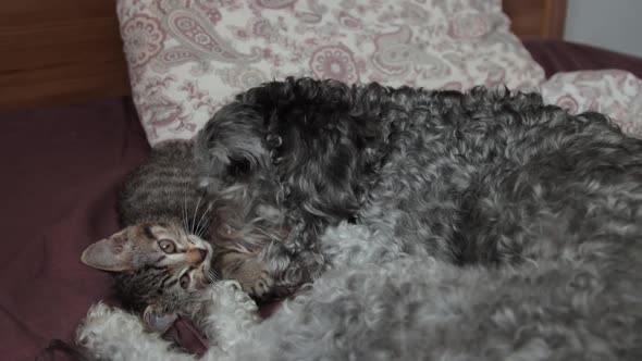 A dog playing with a kitten